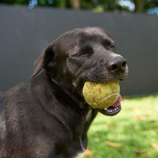 Beri (Berwin), Adoptable, Adult Male Mixed Breed.