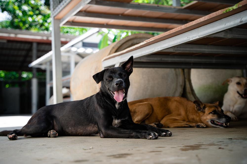 Enlarge Beri (Berwin), a Adoptable mixed breed in North Reading, MA image 2/6