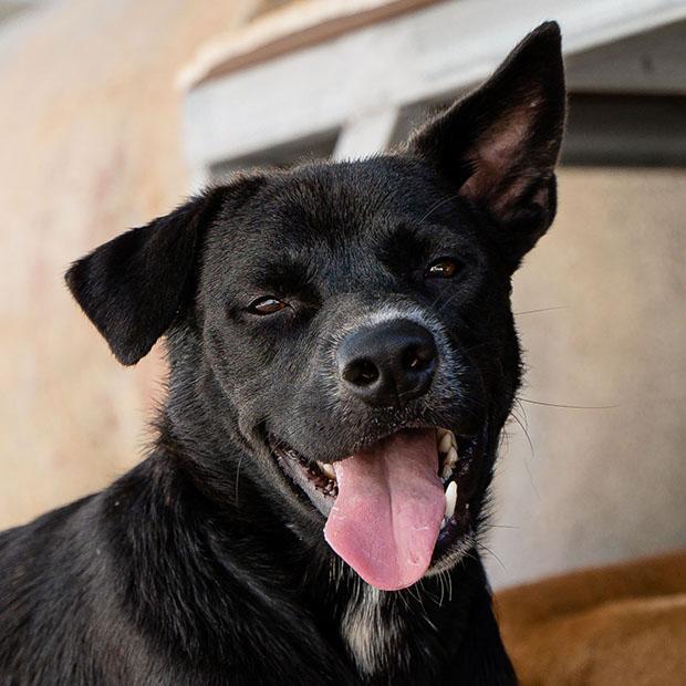 Enlarge Beri (Berwin), a Adoptable mixed breed in North Reading, MA image 3/6