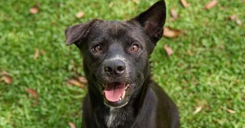 Enlarge Beri (Berwin), a Adoptable mixed breed in North Reading, MA image 4/6