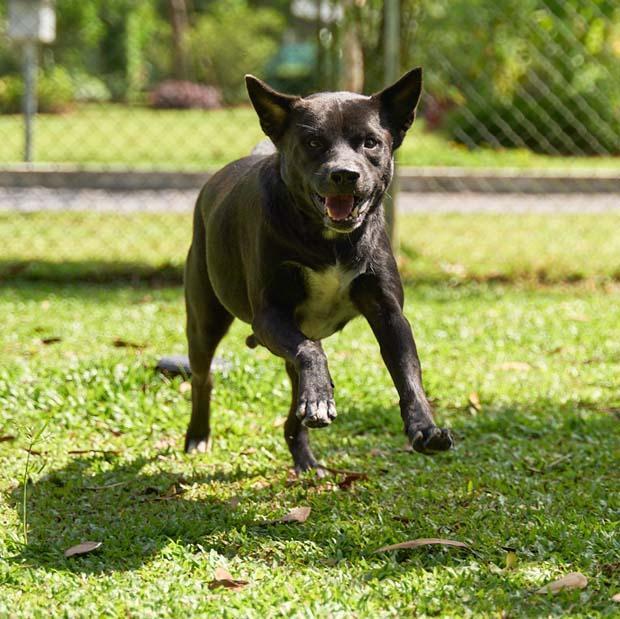 Enlarge Beri (Berwin), a Adoptable mixed breed in North Reading, MA image 5/6