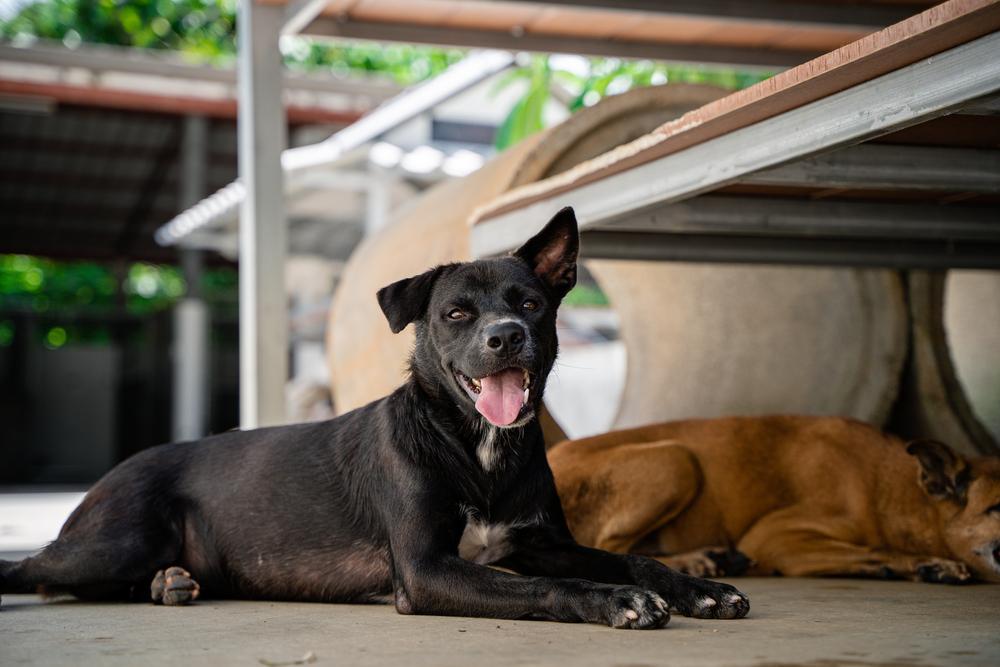 Enlarge Beri (Berwin), a Adoptable mixed breed in North Reading, MA image 6/6