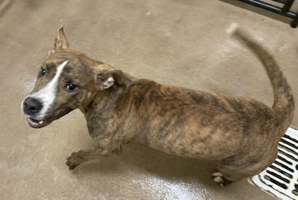 Scoobert, Adoptable, Young Male Pit Bull Terrier & Mixed Breed.