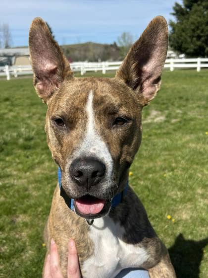 Scoobert, Adoptable, Young Male Pit Bull Terrier & Mixed Breed.