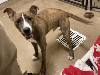 Enlarge Scoobert, a Adoptable mixed breed in Pendleton, OR image 2/3