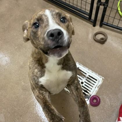 Scoobert, Adoptable, Young Male Pit Bull Terrier & Mixed Breed.