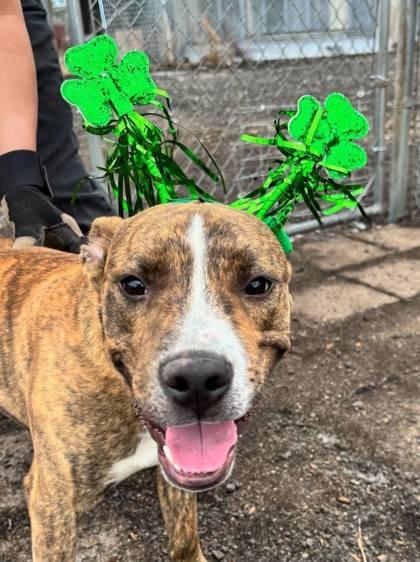 Scoobert, a Adoptable mixed breed in Pendleton, OR image 3/3