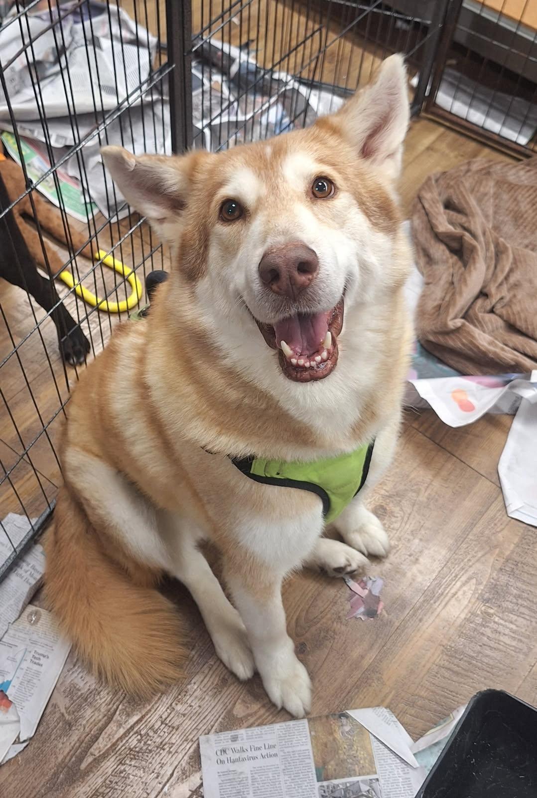 Enlarge Wolfie, a Adopted Husky in Tarrytown, GA image 1/3