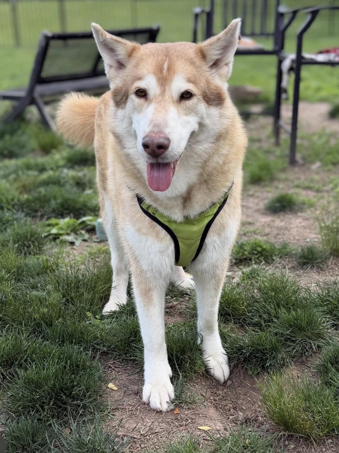 Enlarge Wolfie, a Adopted Husky in Tarrytown, GA image 2/3