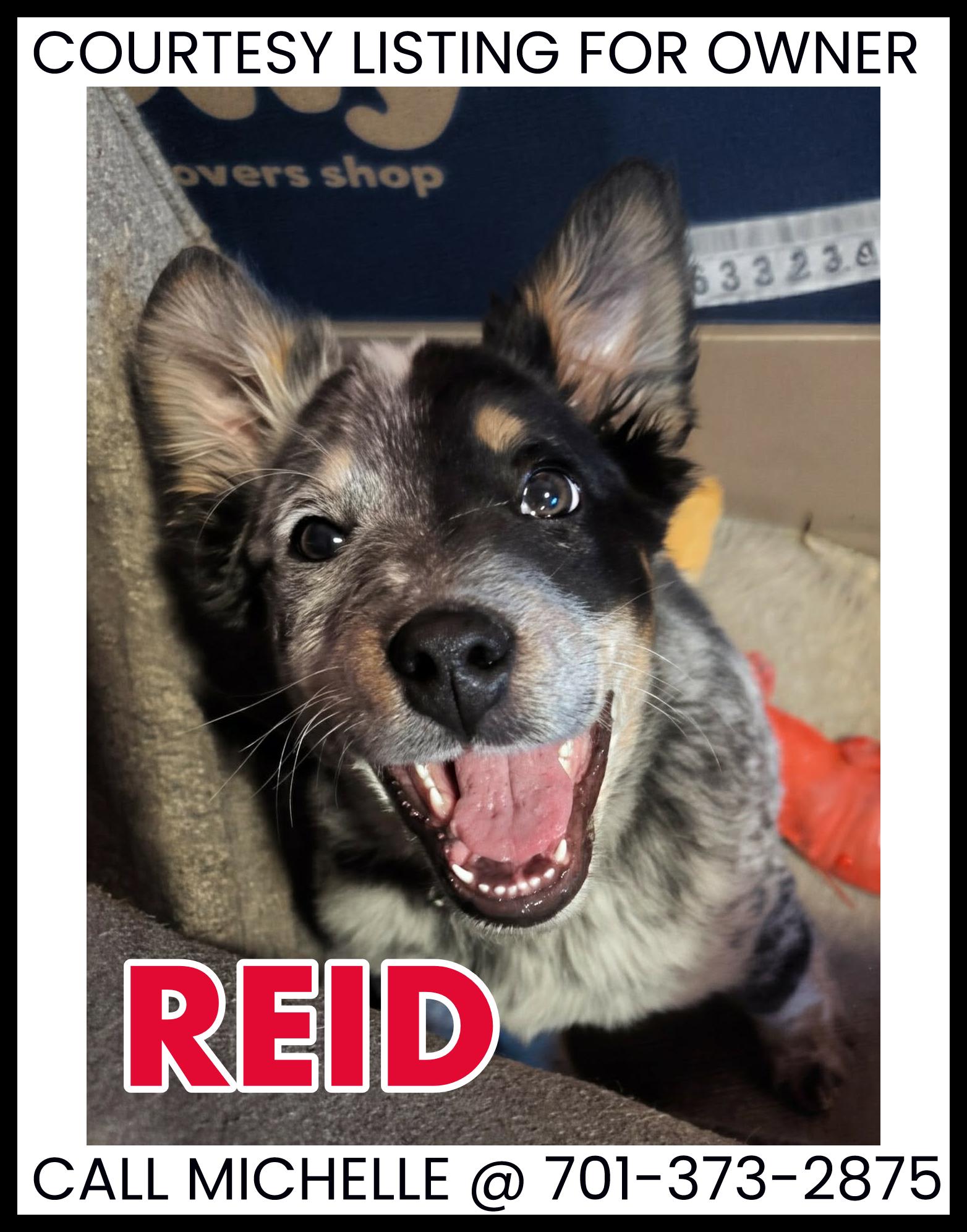 Enlarge Reid - COURTESY LISTING , an adopted mixed breed in Valley City, ND image 1/1