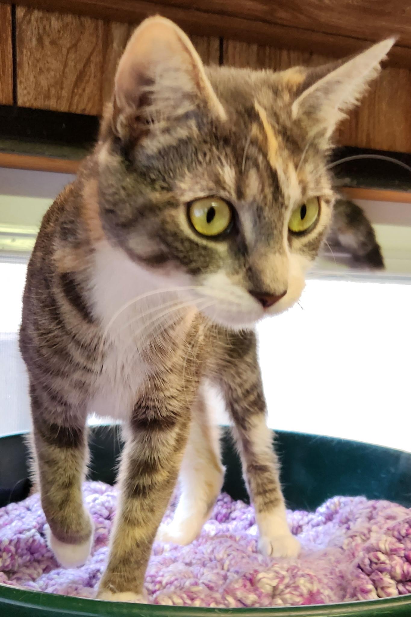 Enlarge Cara, a ADOPTABLE Tabby in Linden, NJ image 6/6