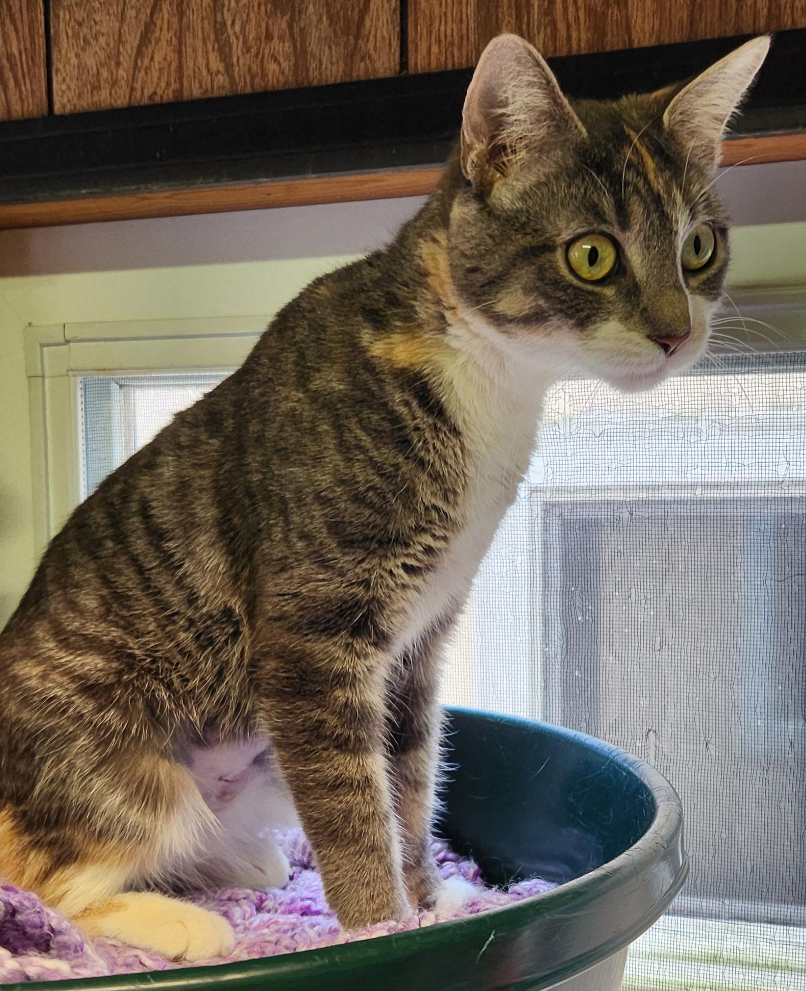Cara, ADOPTABLE, Young Female Tabby.