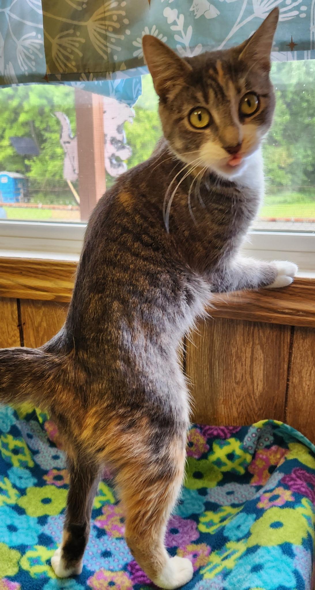 Enlarge Cara, a ADOPTABLE Tabby in Linden, NJ image 3/6