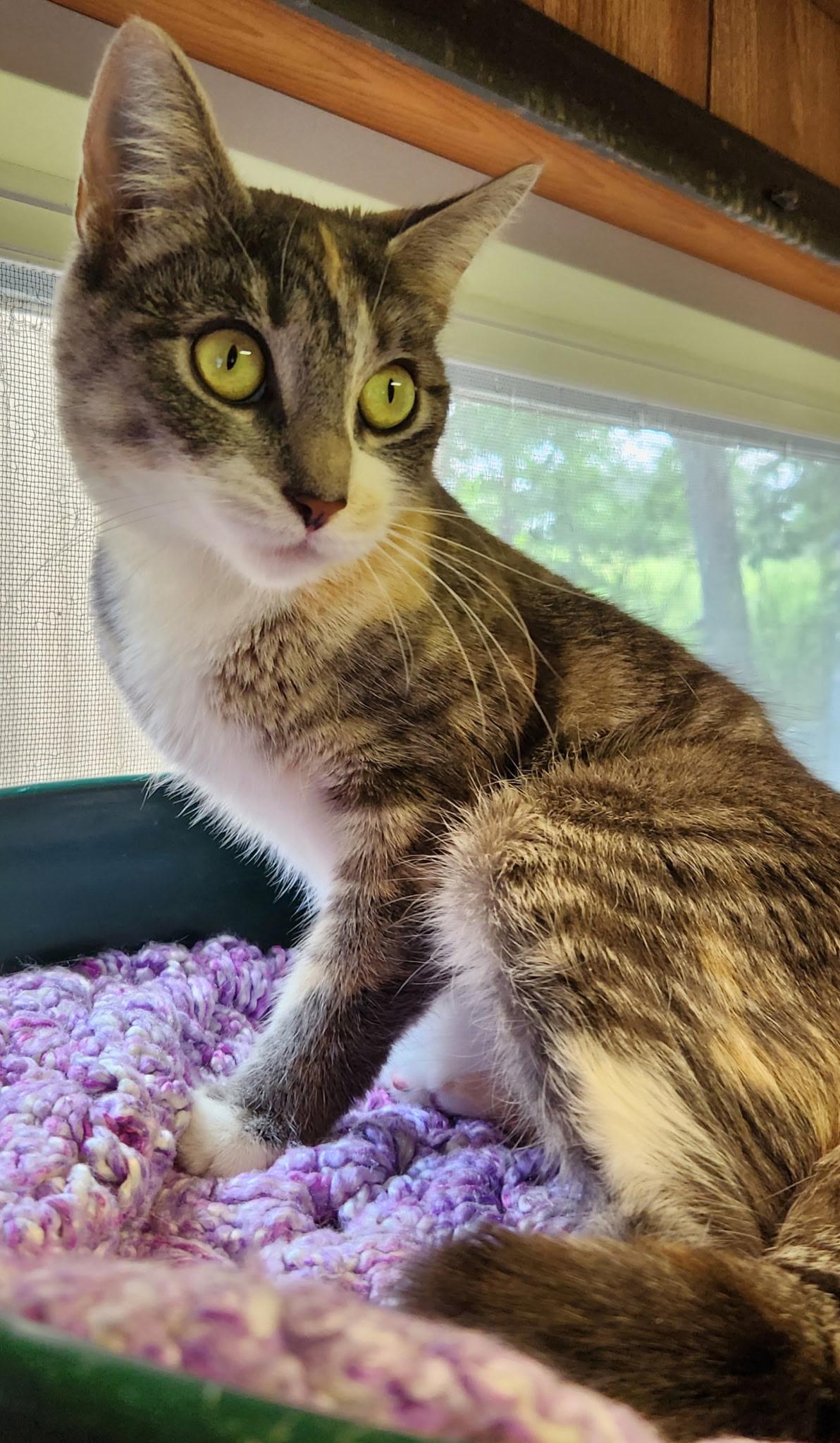 Enlarge Cara, a ADOPTABLE Tabby in Linden, NJ image 5/6