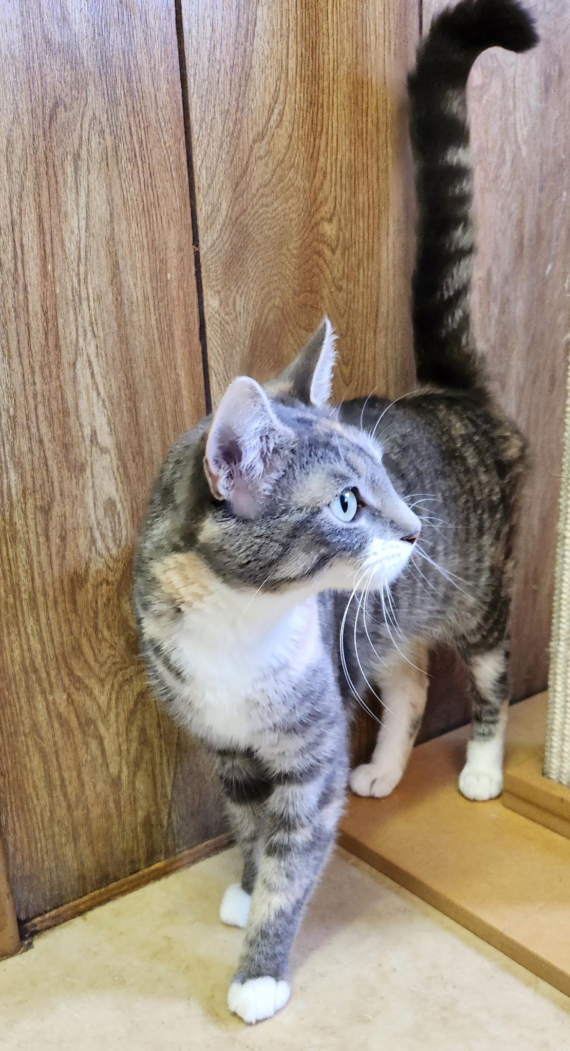 Enlarge Cara, a ADOPTABLE Tabby in Linden, NJ image 4/6