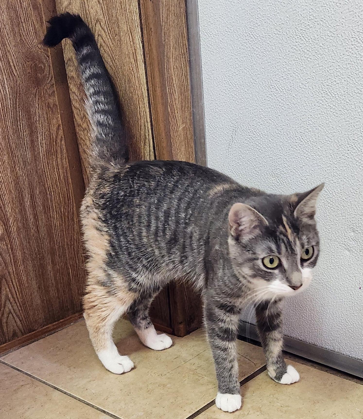 Enlarge Cara, a ADOPTABLE Tabby in Linden, NJ image 2/6