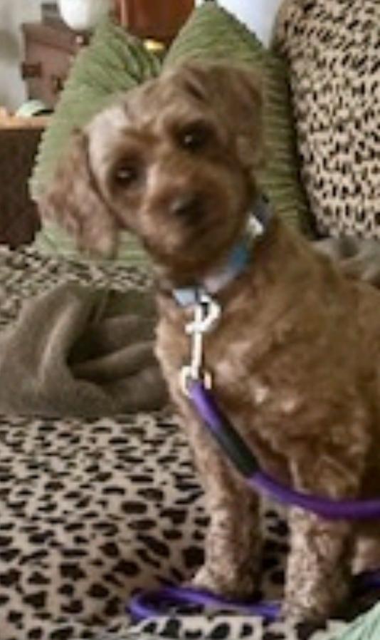 Violet-cockapoo(mini poodle/cocker spaniel), an adoptable Cockapoo in Hamburg, NY, 14075 | Photo Image 1
