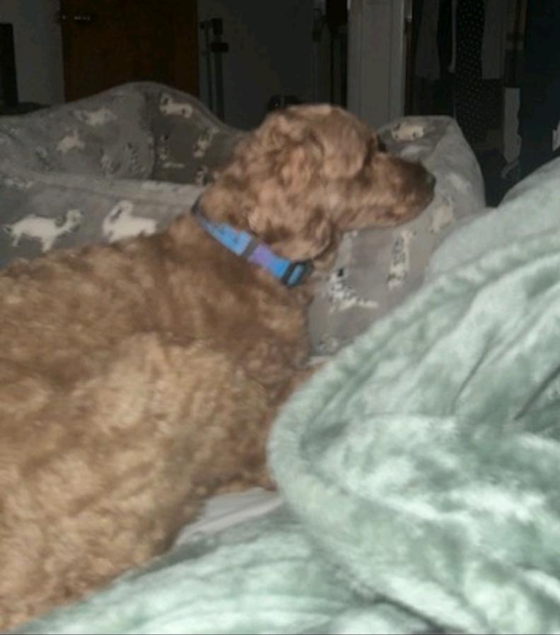 Violet-cockapoo(mini poodle/cocker spaniel), an adoptable Cockapoo in Hamburg, NY, 14075 | Photo Image 2