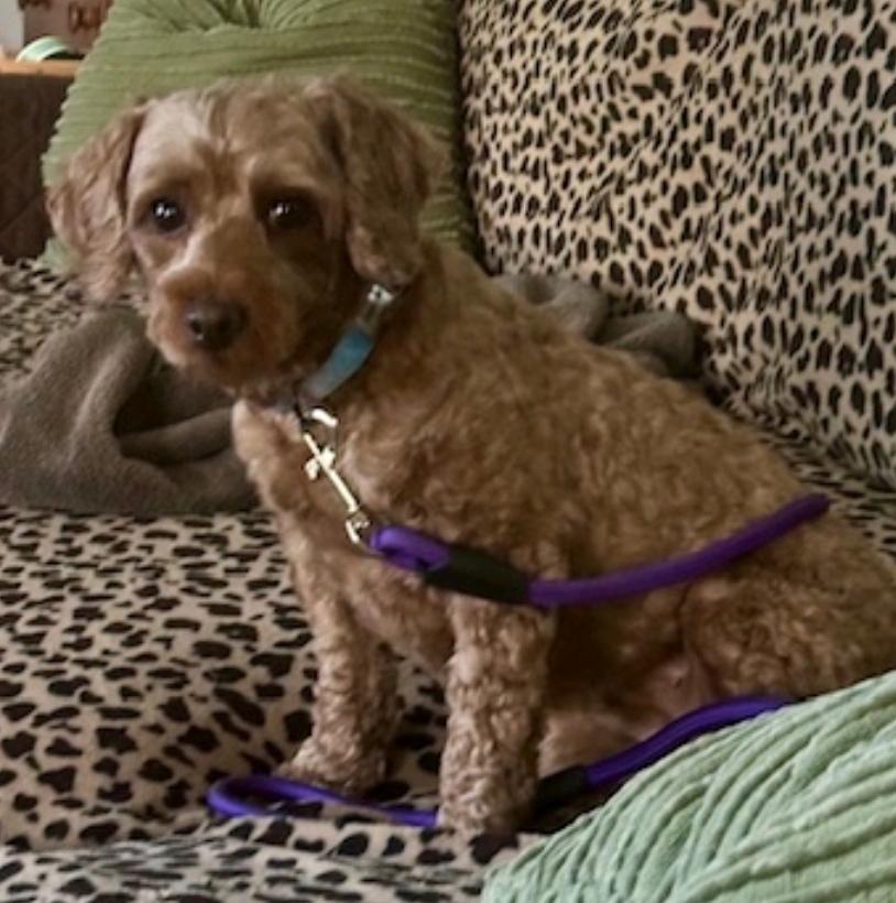 Violet-cockapoo(mini poodle/cocker spaniel), an adoptable Cockapoo in Hamburg, NY, 14075 | Photo Image 3
