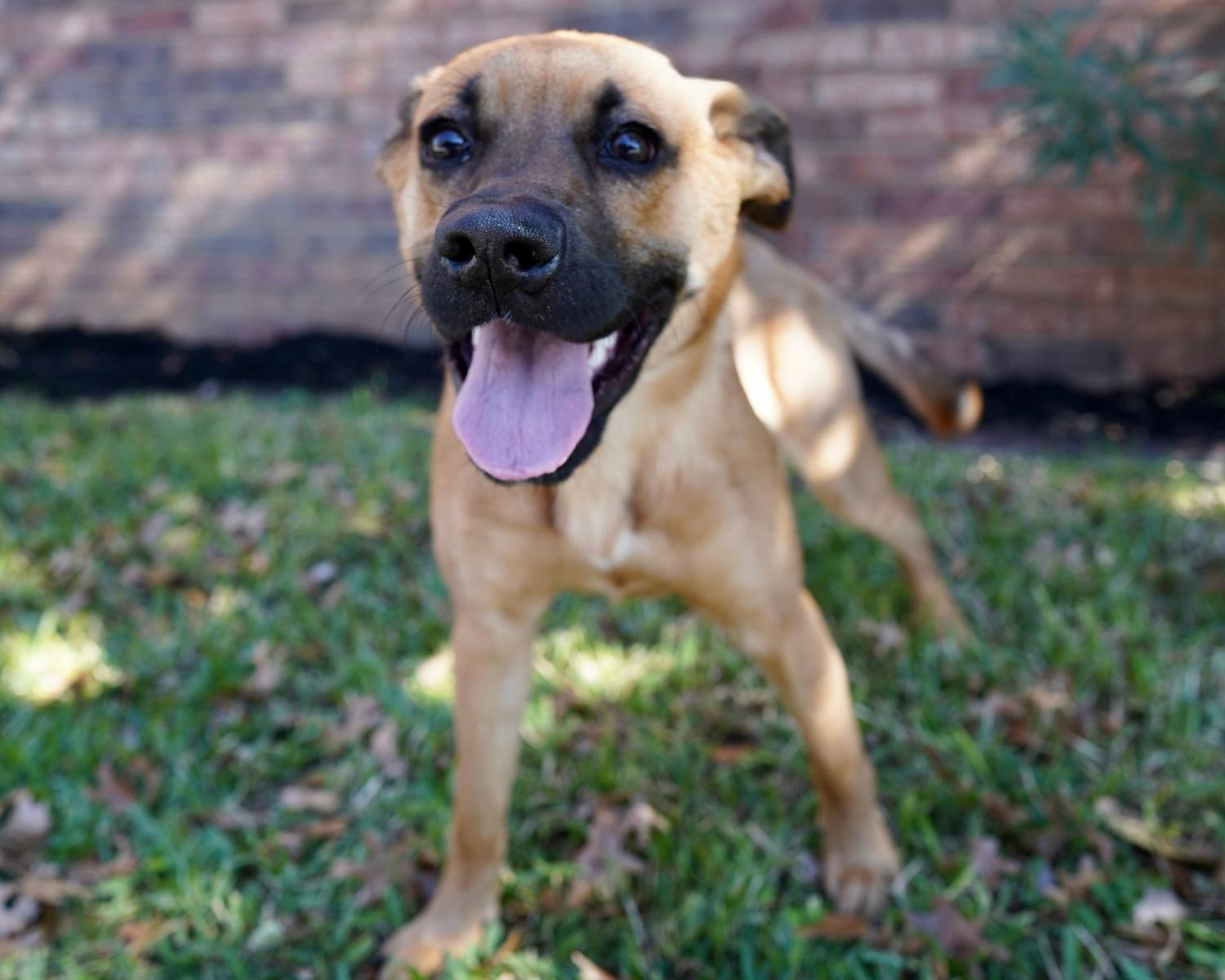 Enlarge Cayenne, a Adoptable mixed breed in San Antonio, TX image 2/4