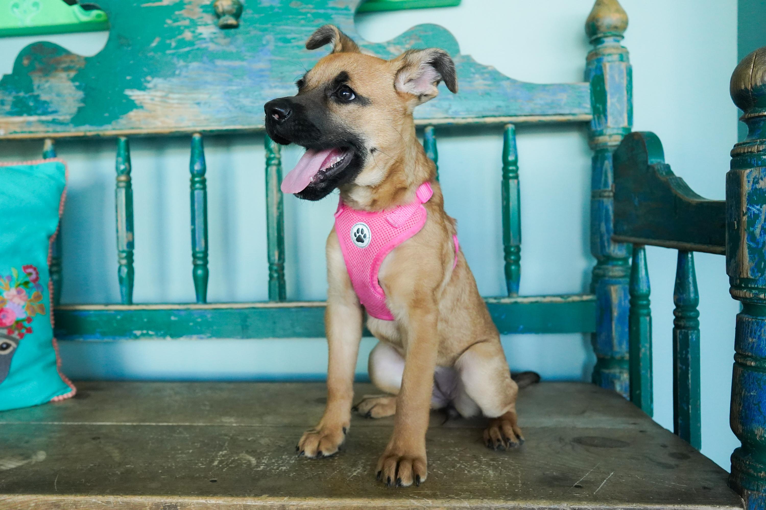 Cayenne, Adoptable, Puppy Female Shepherd & Collie.