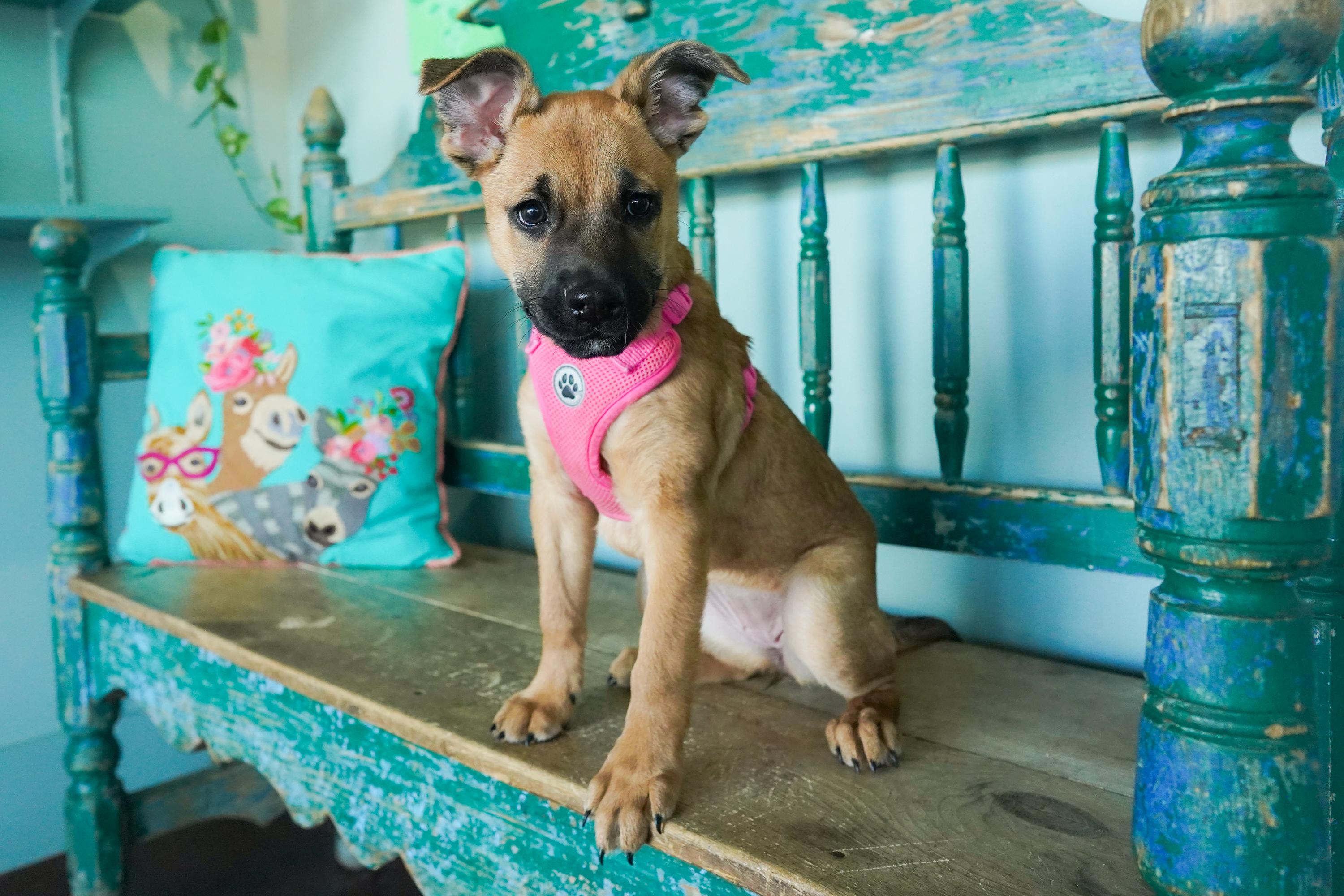 Cayenne, a Adoptable mixed breed in San Antonio, TX image 2/5