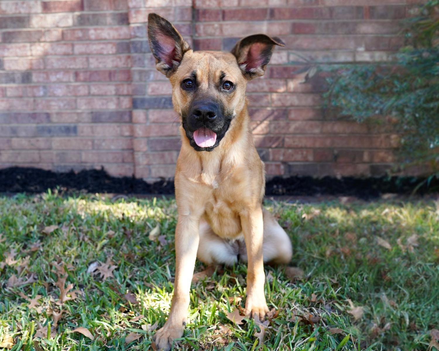 Cayenne, Adoptable, Puppy Female Shepherd & Collie.