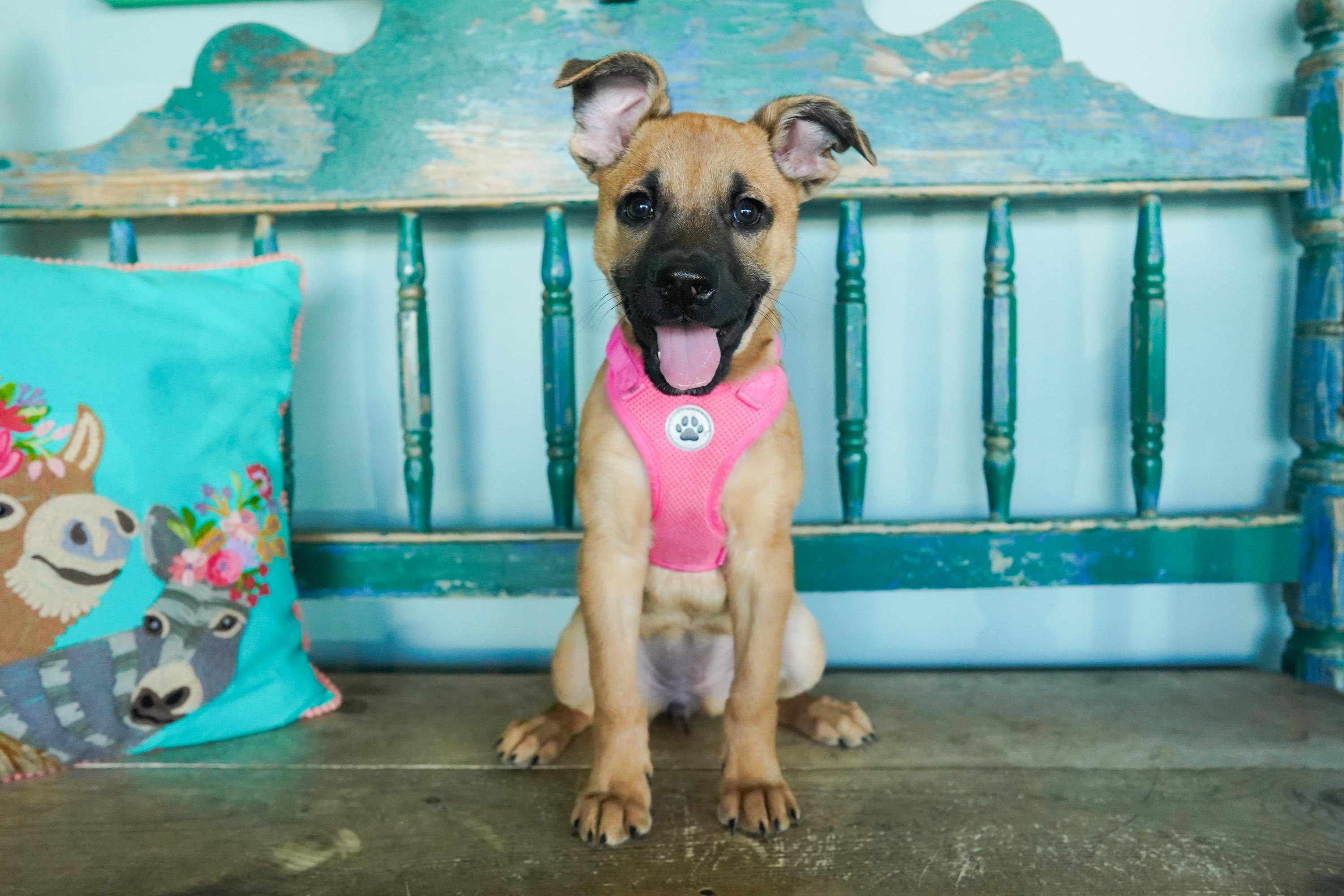 Cayenne, a Adoptable mixed breed in San Antonio, TX image 3/5