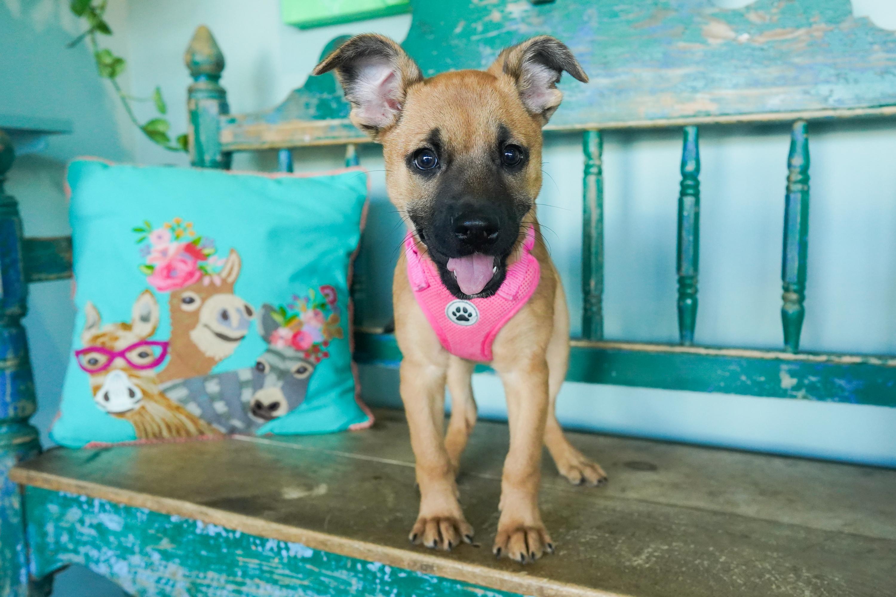 Cayenne, a Adoptable mixed breed in San Antonio, TX image 4/5