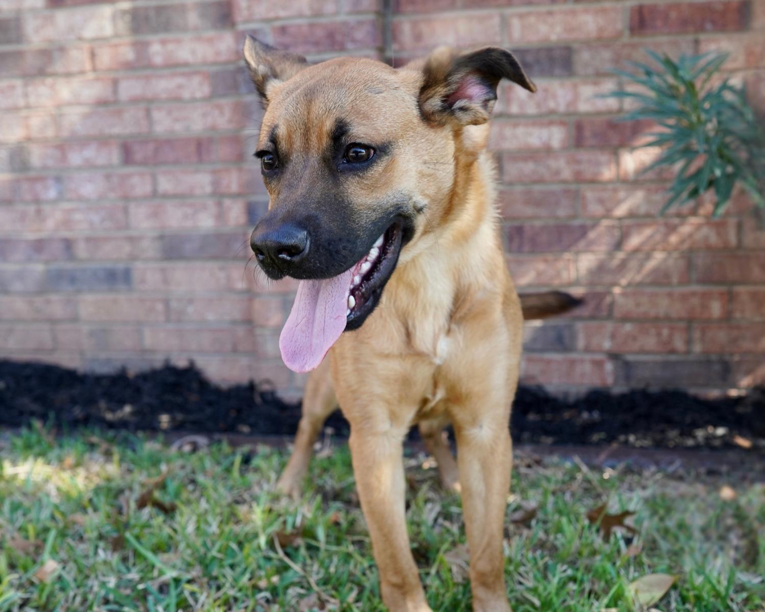 Enlarge Cayenne, a Adoptable mixed breed in San Antonio, TX image 3/4
