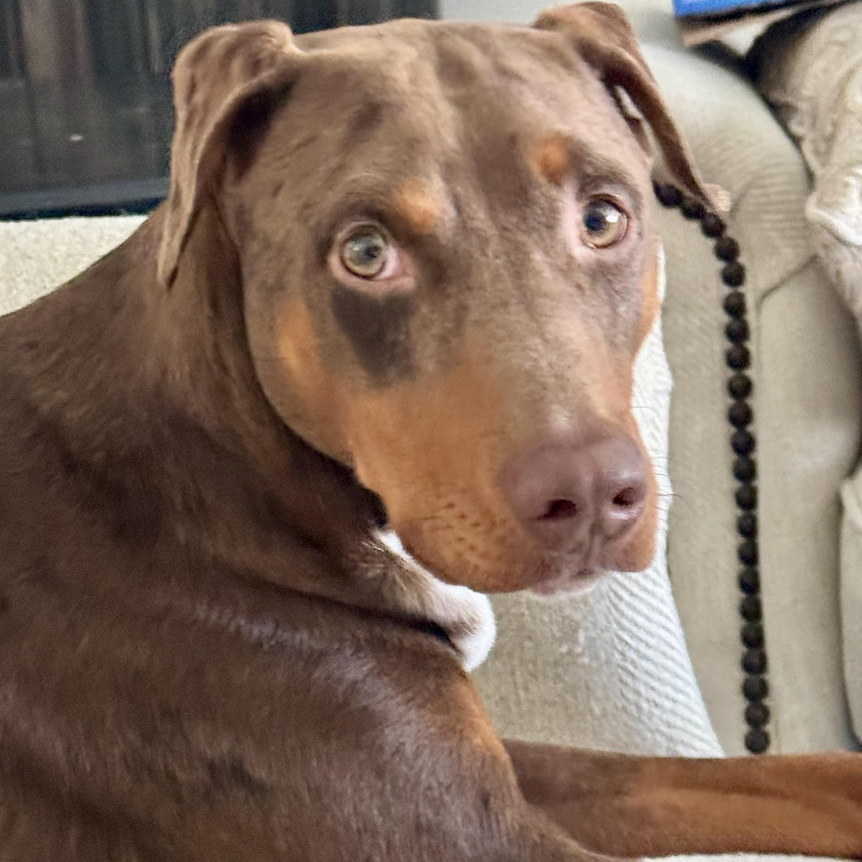 Enlarge Leon, an adopted mixed breed in Baytown, TX image 3/6