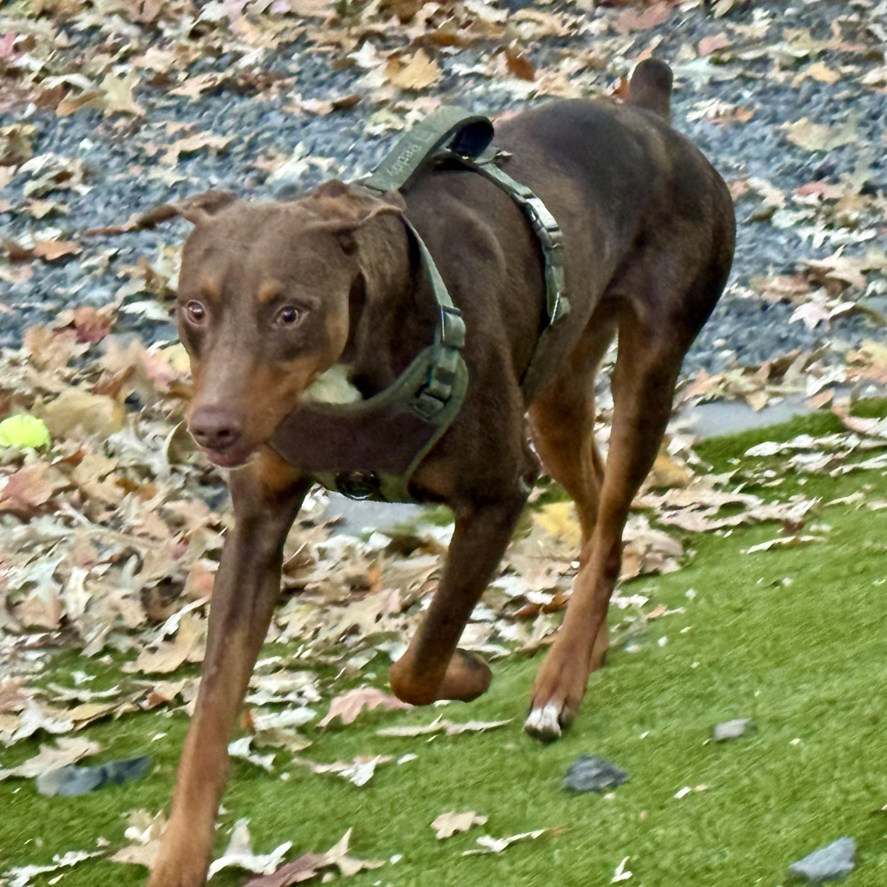Enlarge Leon, an adopted mixed breed in Baytown, TX image 2/6