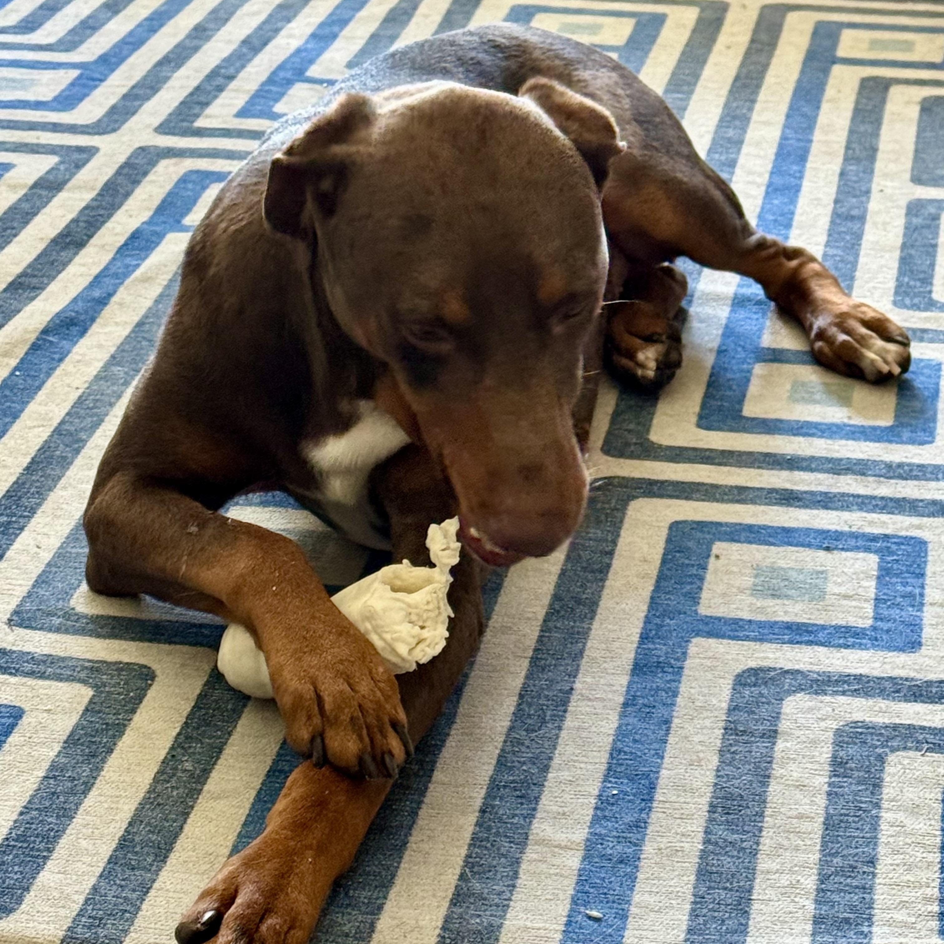 Enlarge Leon, an adopted mixed breed in Baytown, TX image 6/6