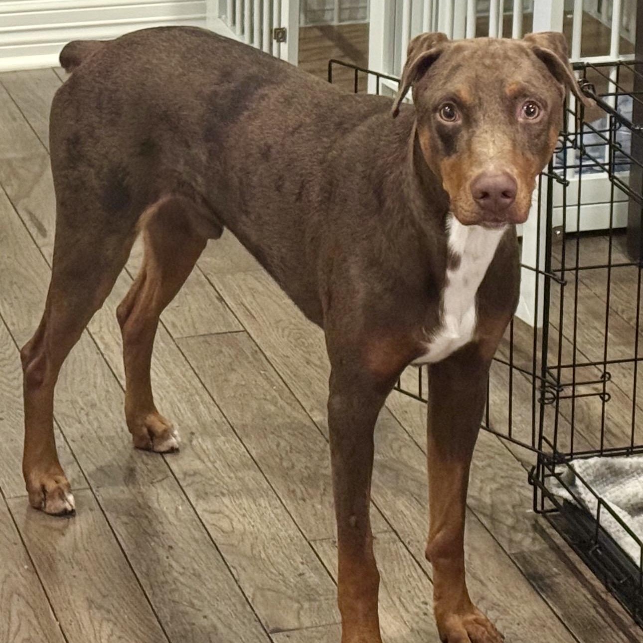 Leon, adopted, Adult Male Doberman Pinscher.