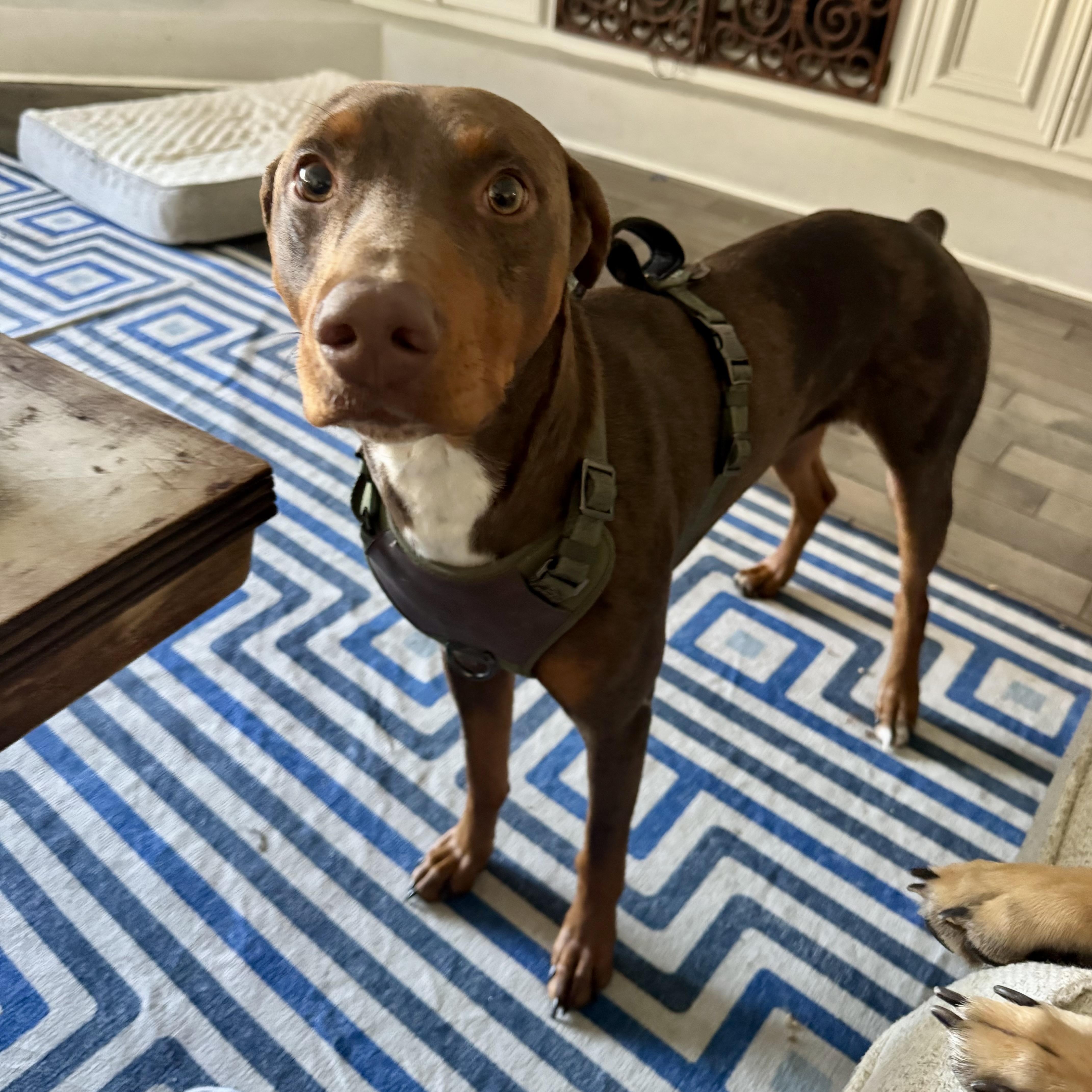 Enlarge Leon, an adopted mixed breed in Baytown, TX image 5/6