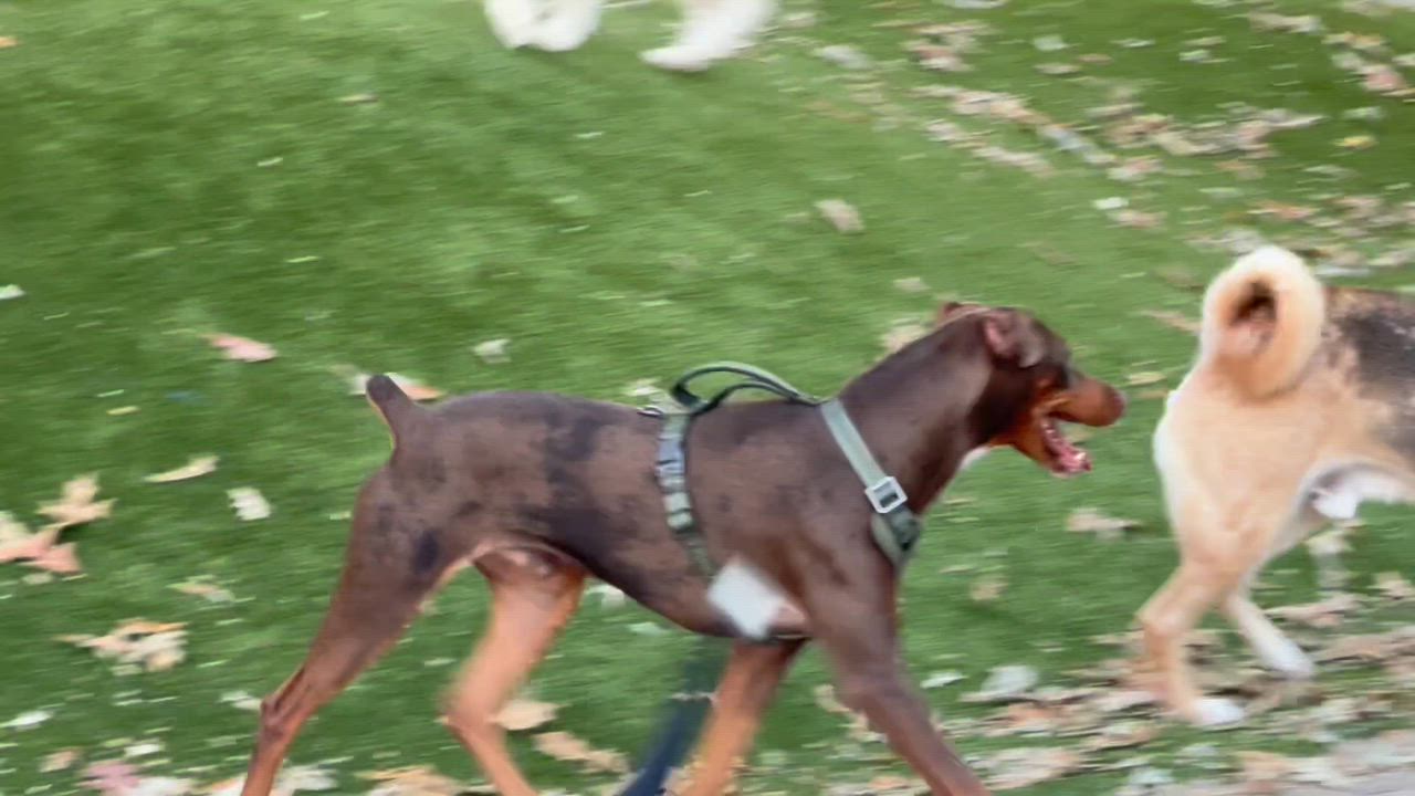 Enlarge Leon, an adopted mixed breed in Baytown, TX video 4/6