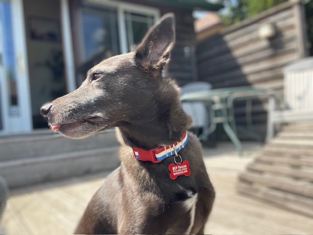 Diego, a Adoptable mixed breed in Chicago, IL image 2/6