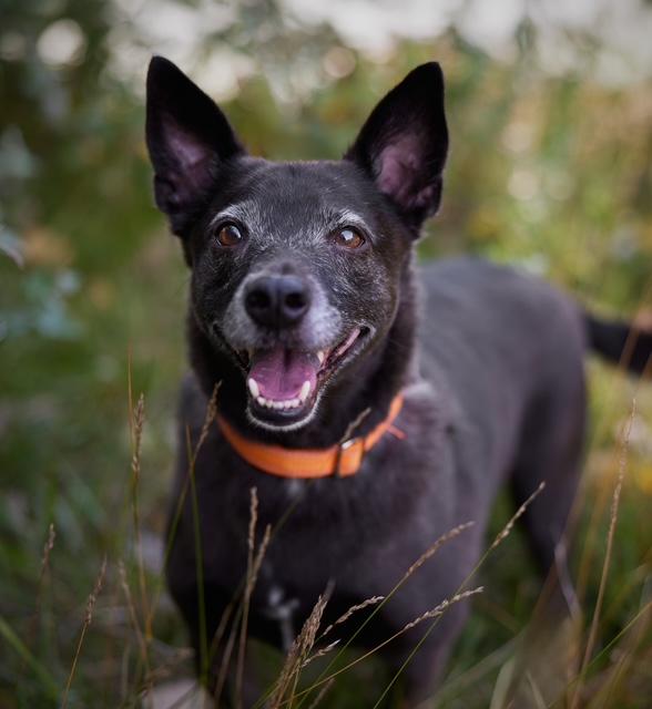 Diego, Adoptable, Adult Male Shepherd.