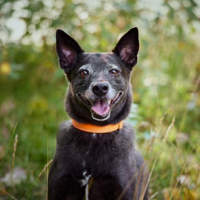 Diego, a Adoptable mixed breed in Chicago, IL image 6/6