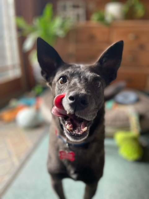 Diego, a Adoptable mixed breed in Chicago, IL image 4/6