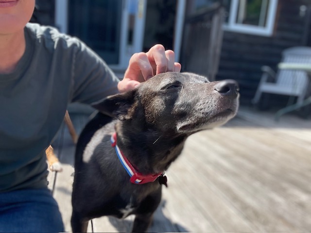 Diego, a Adoptable mixed breed in Chicago, IL image 5/6