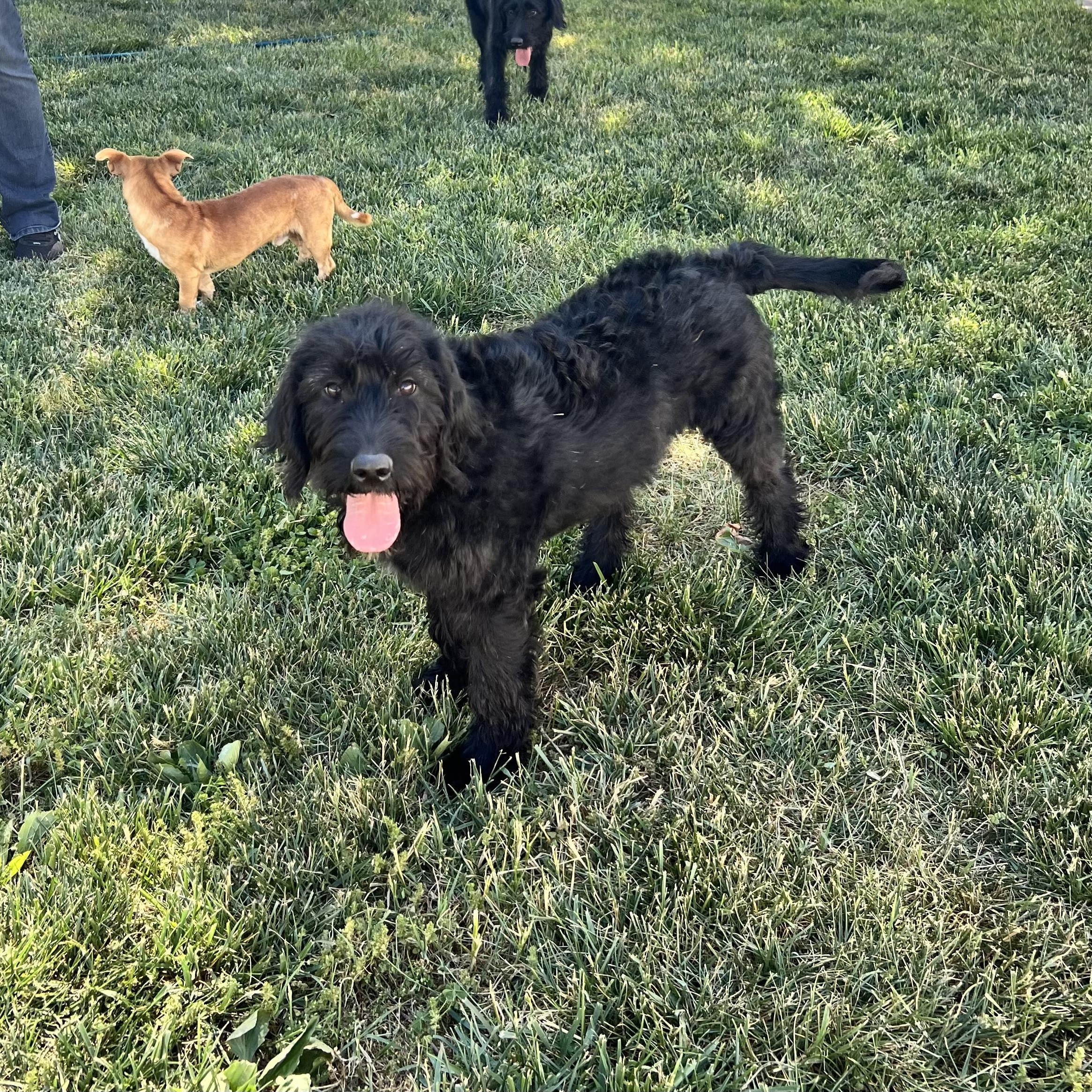 Martini, an adopted Labradoodle in Hughesville, MD image 1/6