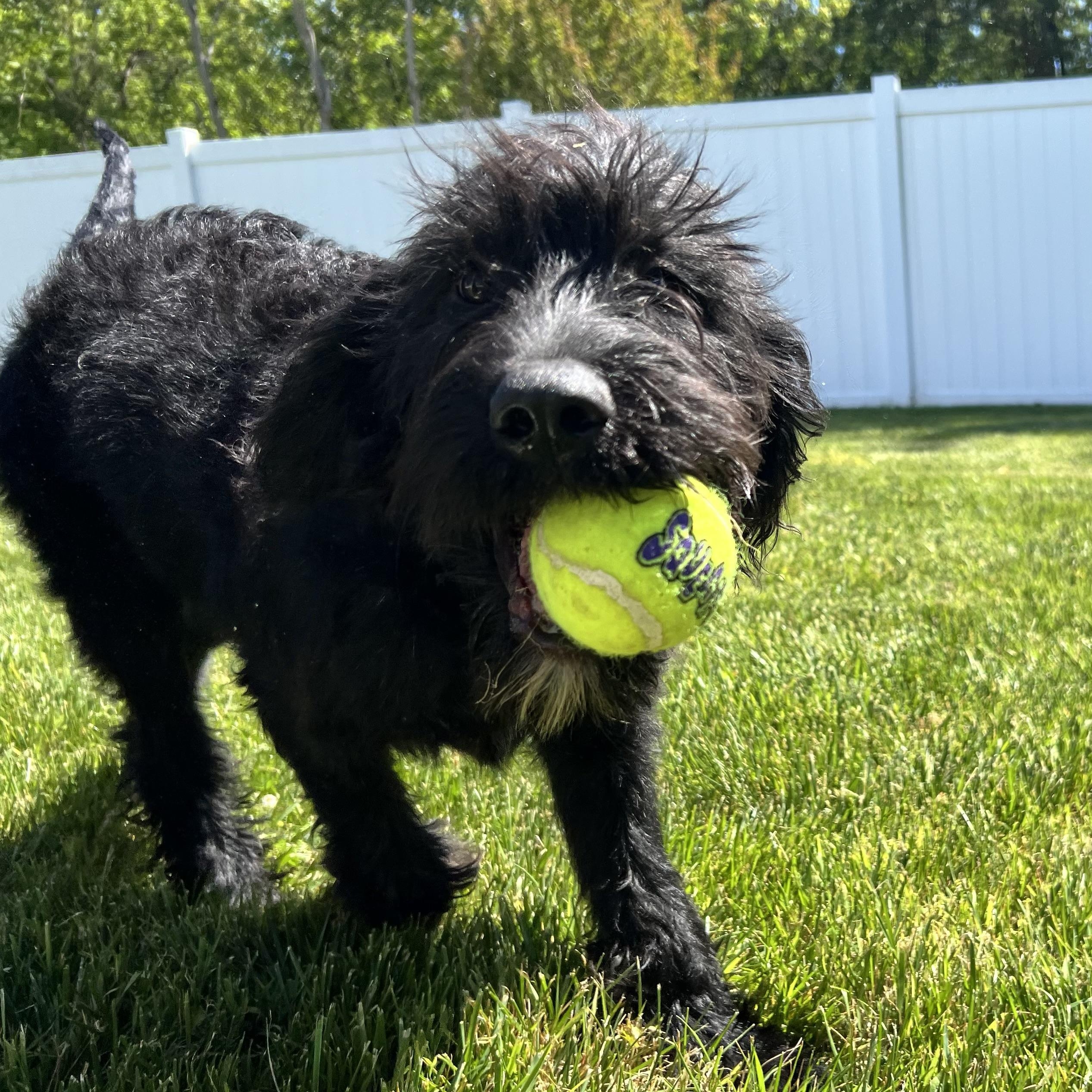 Martini, an adopted Labradoodle in Hughesville, MD image 2/6
