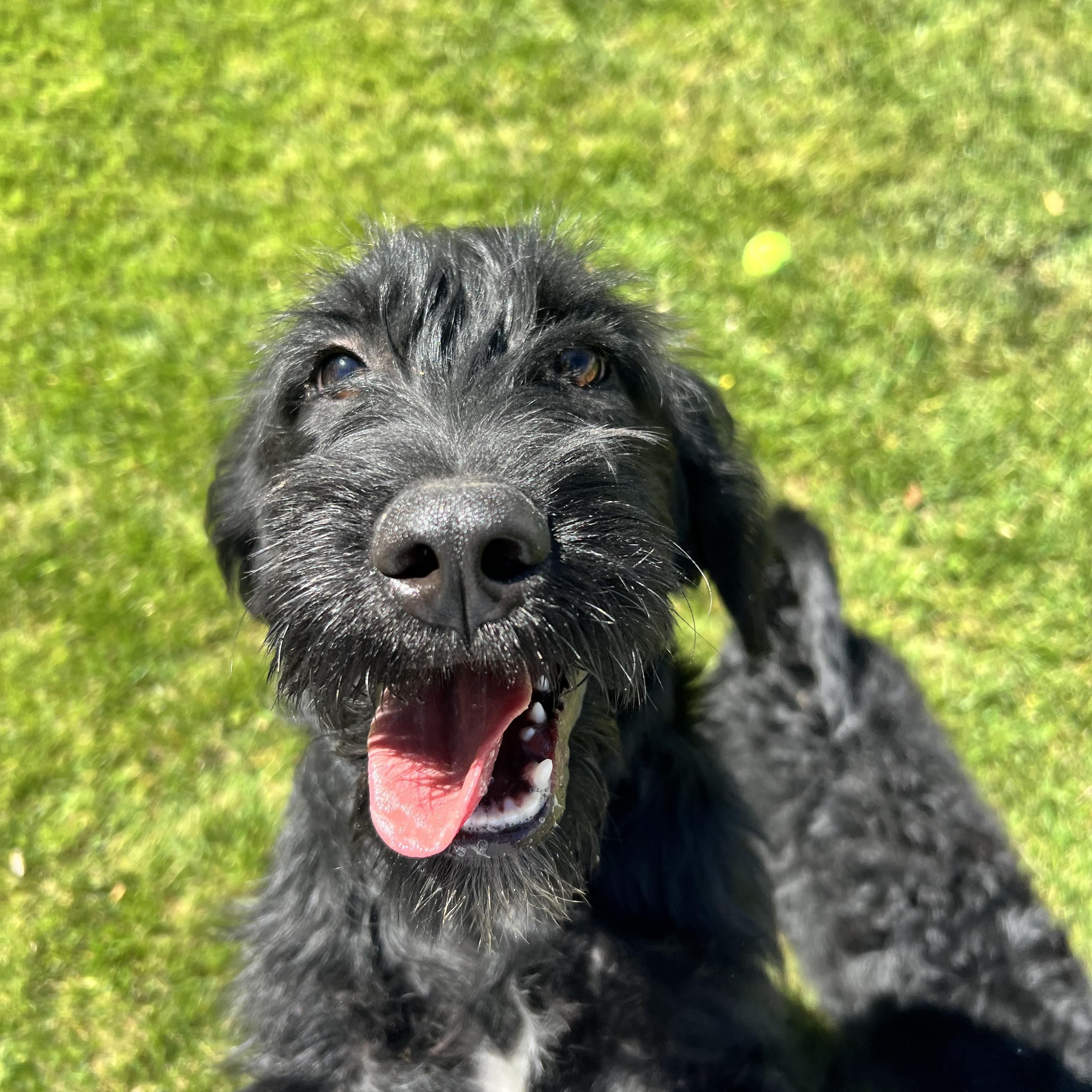 Martini, an adopted Labradoodle in Hughesville, MD image 3/6