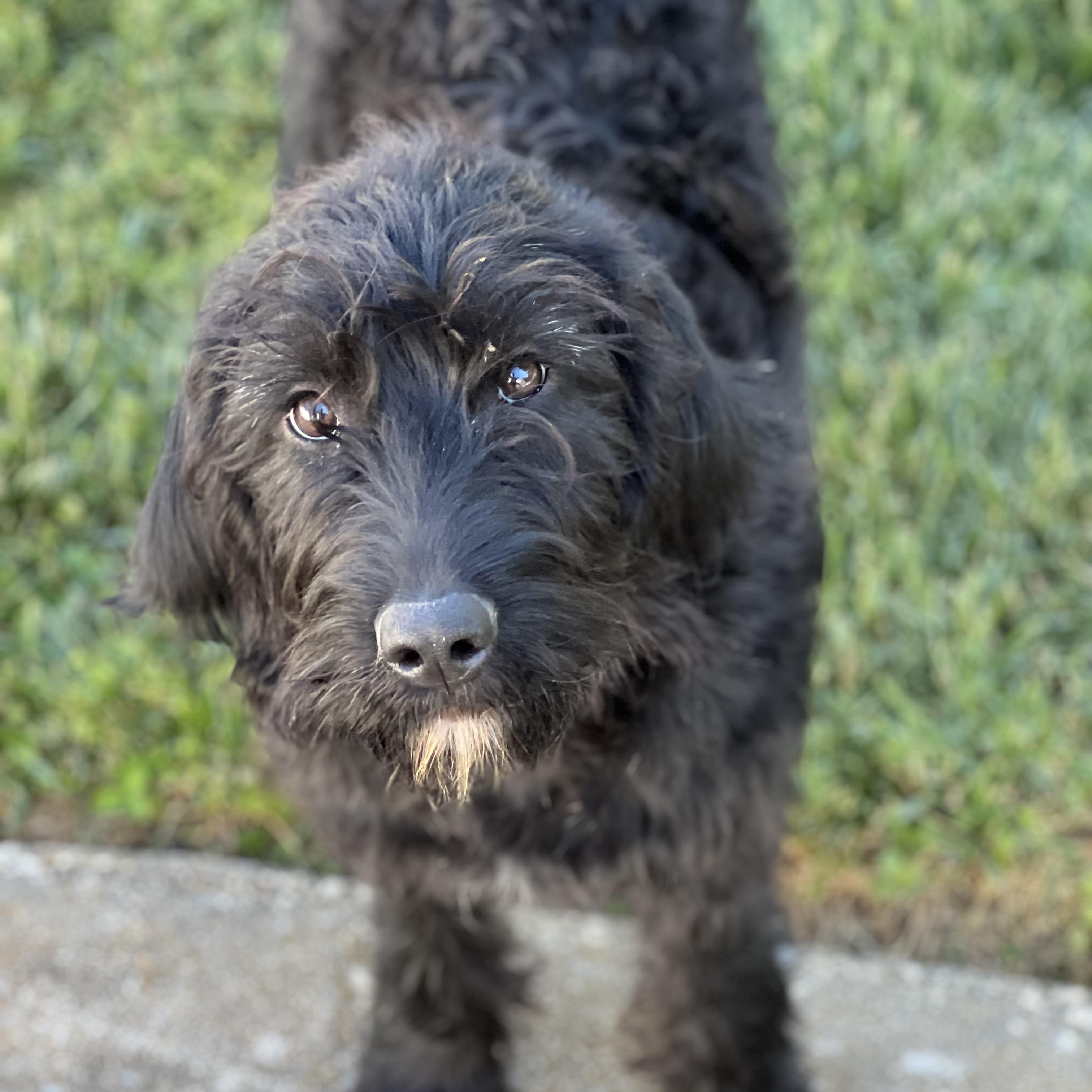 Martini, an adopted Labradoodle in Hughesville, MD image 4/6