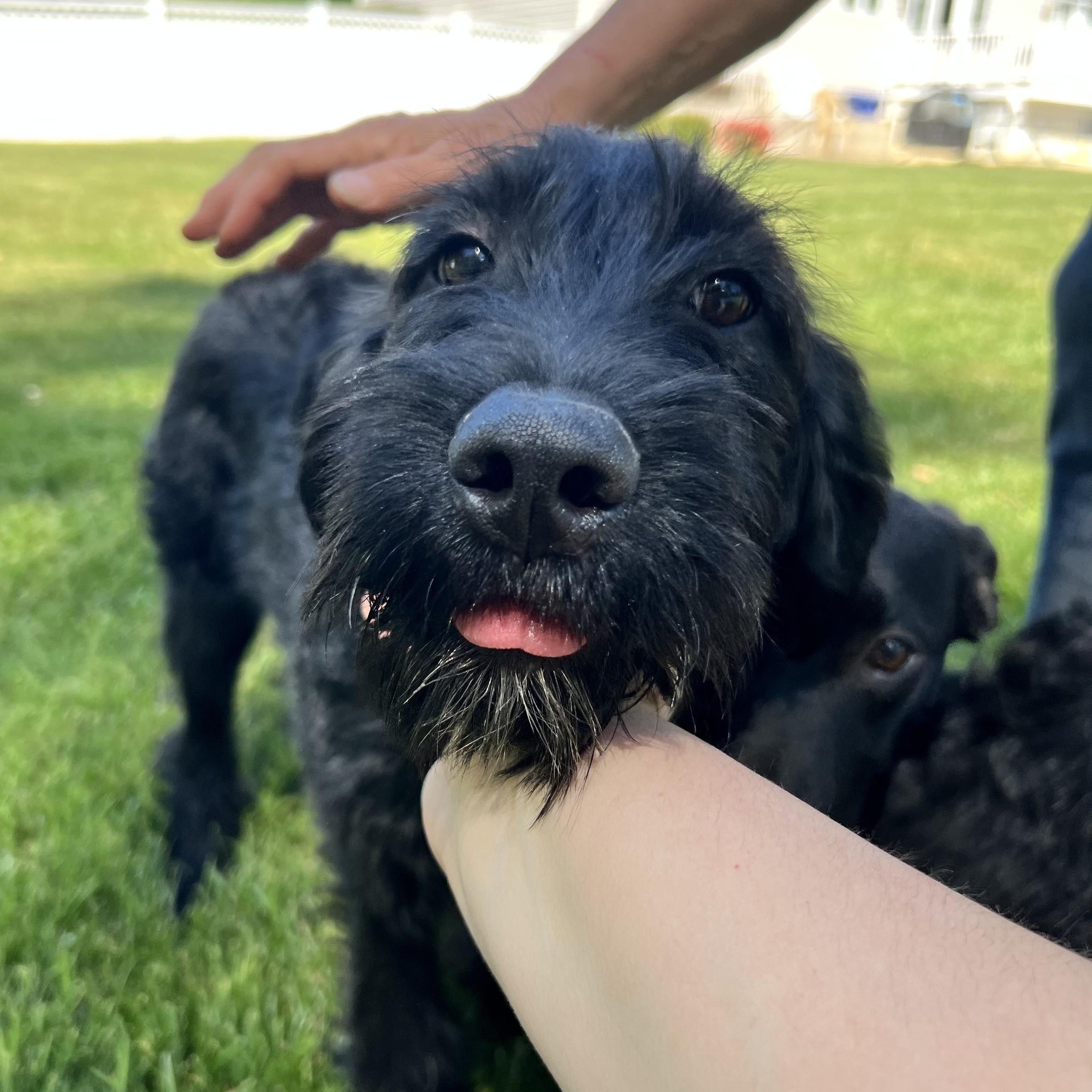 Martini, an adopted Labradoodle in Hughesville, MD image 6/6