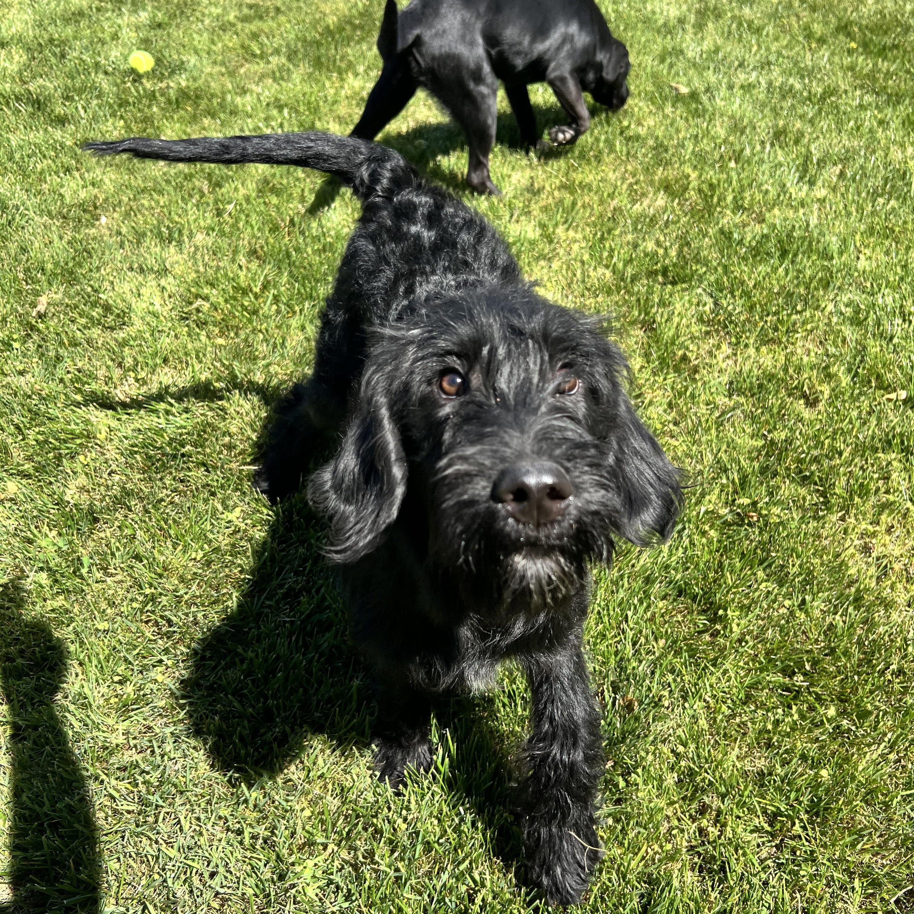 Martini, an adopted Labradoodle in Hughesville, MD image 5/6