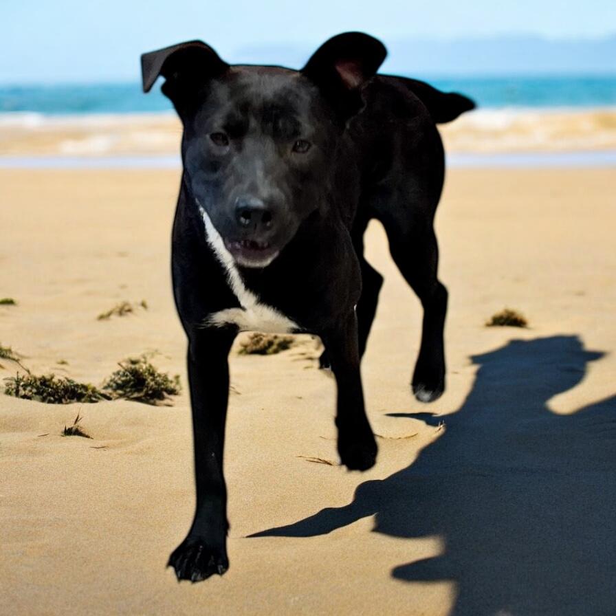 Webster, a Adoptable mixed breed in Horn Lake, MS image 6/6