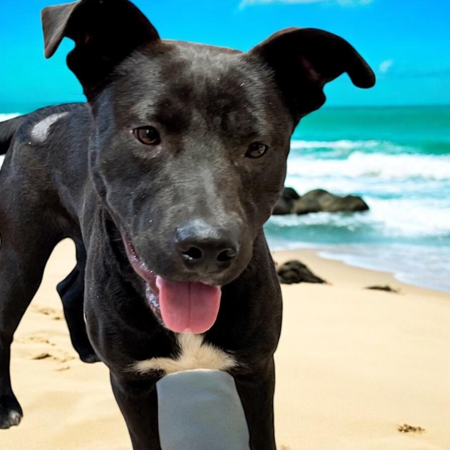 Webster, a Adoptable mixed breed in Horn Lake, MS image 1/6