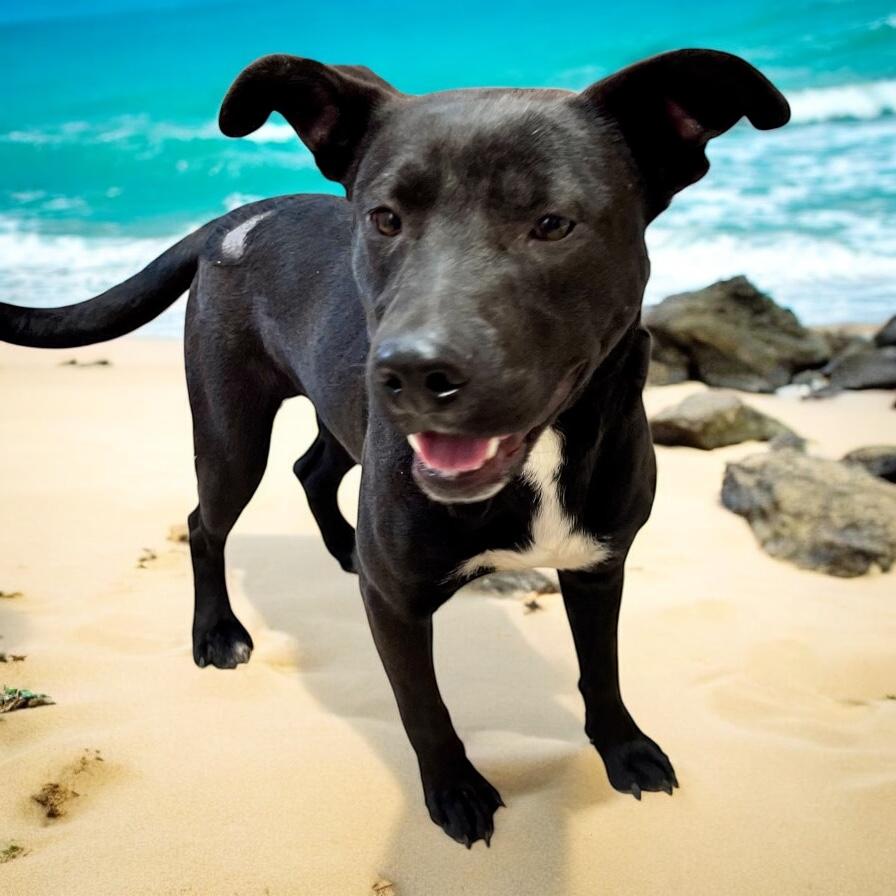 Webster, Adoptable, Adult Male Black Labrador Retriever & Shepherd.